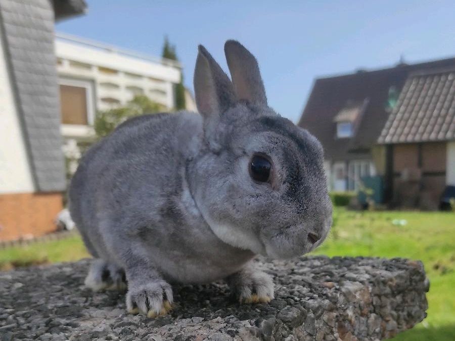 Zwergkaninchen zwergrex rammler geb 18.8.23 in Siershahn