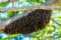 Bienenschwarm im Garten oder haben unterwegs einen gesehen? Niedersachsen - Rhauderfehn Vorschau