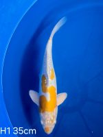 Koi D-Ochiba 35cm H1-101 Nordrhein-Westfalen - Wadersloh Vorschau