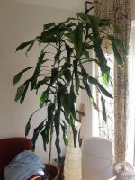 Palme groß Zimmerpflanze Nordrhein-Westfalen - Köln Vogelsang Vorschau