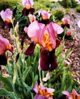 Schwertlilie Knolle Iris prächtig lila-rosa Niedersachsen - Oyten Vorschau