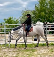 Pferdetraining, Beritt, Ausbildung Jungpferde Western Thüringen - Sondershausen Vorschau