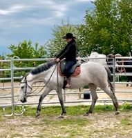 Mobil Pferdetraining, Beritt, Ausbildung Jungpferde Western Thüringen - Sondershausen Vorschau