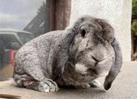 Deutscher Widder Rammler chinchillafarbig Kaninchen Hase Sachsen - Dippoldiswalde Vorschau