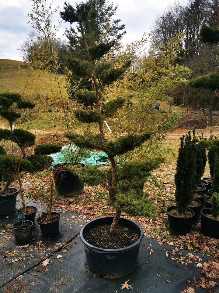 Gartenbonsai Formgehölze Formschnitt Japangarten Wacholder in Bogen Niederbay