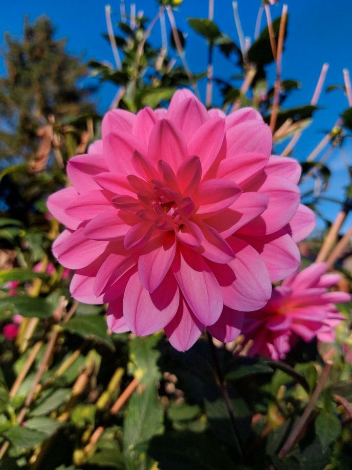 ❁ Dahlien Knollen Blumen rosa und magenta großblumig in Schwaan