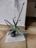 Gasterie Gasteria Pflanze " Kaktus " Zimmerpflanze Rarität Nordrhein-Westfalen - Iserlohn Vorschau