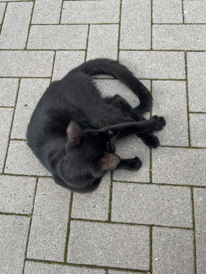 Katze (weiblich) gefunden in Kiel