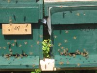 Carnica Bienenableger auf DNM Niedersachsen - Neu Wulmstorf Vorschau