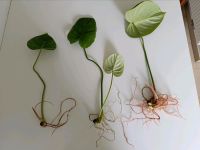 Ableger Philodendron Pastazanum Baden-Württemberg - Friedrichshafen Vorschau