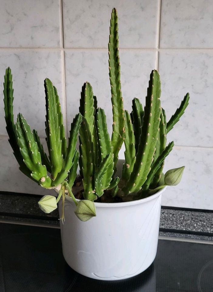 Aasblume Stapelia Gettliffei Mutterpflanze / Ableger Sukkulent in Großbottwar