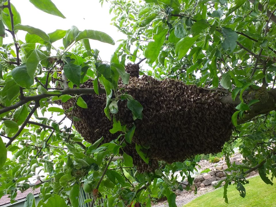 BIENENSCHWARM gesehen hole ihn kostenlos und sofort ab in Marienmünster