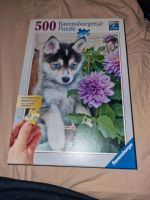 Ravensburger Puzzle 500 Tele putziger Husky Niedersachsen - Thedinghausen Vorschau