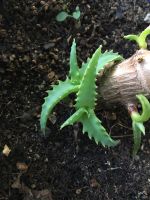 Aloe arborescens miller BIO KINDEL -die medizinisch wertvollste‼️ Hessen - Offenbach Vorschau