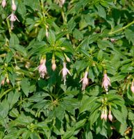 Fuchsie Alba - Fuchsia magellanica Niedersachsen - Bad Zwischenahn Vorschau