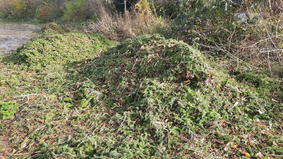 Reisig, Zweige, Äste, Fichte - gehackt (müssten 9cm sein) in Langenneufnach