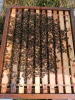 Bienen Wirtschaftsvölker & Ableger  mit Gesundheitszeugnis, Thüringen - Tabarz Thüringer Wald Vorschau