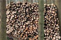 Brennholz für Kamin, Ofen ca. 1 m lange Holzstücke Fichte Rheinland-Pfalz - Insul Ahr Vorschau