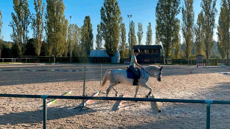 Biete Berittplätze Reitunterricht für 2024 in Pfalzgrafenweiler