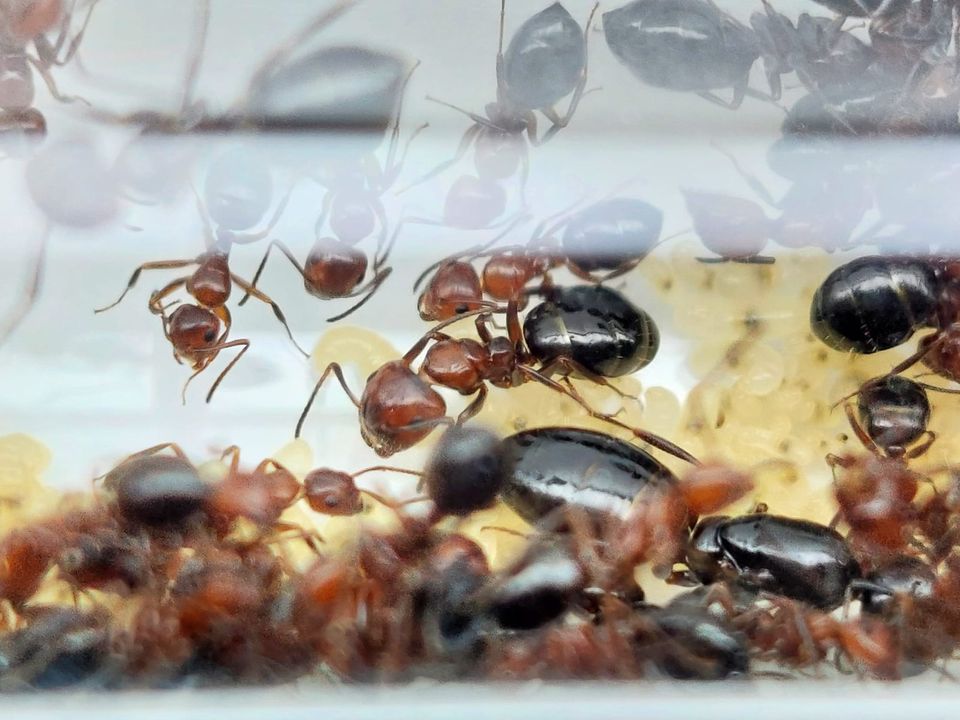 Camponotus lateralis große Ameisenkolonien in Freiberg am Neckar