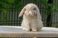 Mini Lop Hasen Kaninchen Zwergwidder Minilop Babys Hessen - Neuhof Vorschau