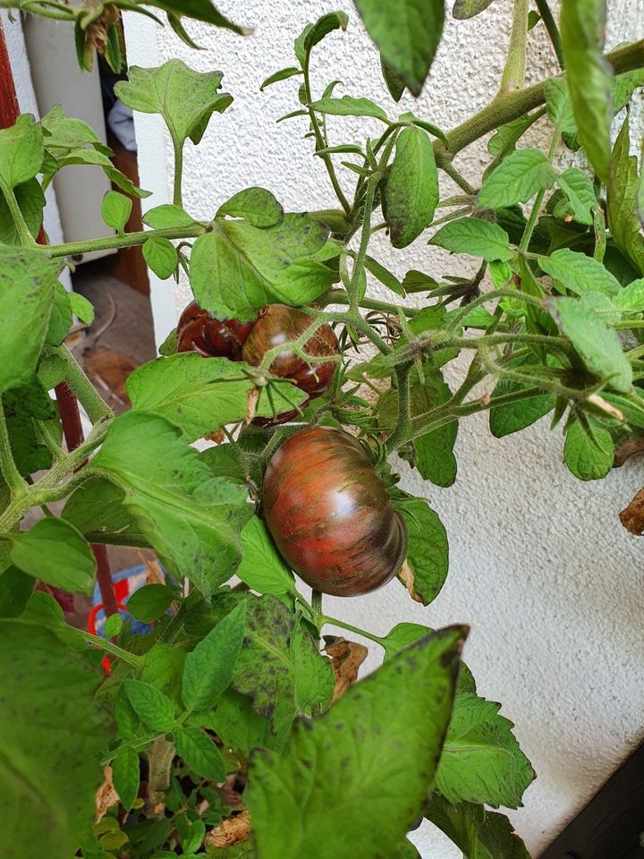 2,50€ - The Thong (Dwarf), Tomatensamen, Fleischtomate in Pirna