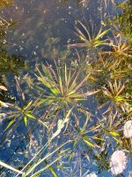 Krebsschere Wasserpflanze Gartenteich Stuttgart - Degerloch Vorschau