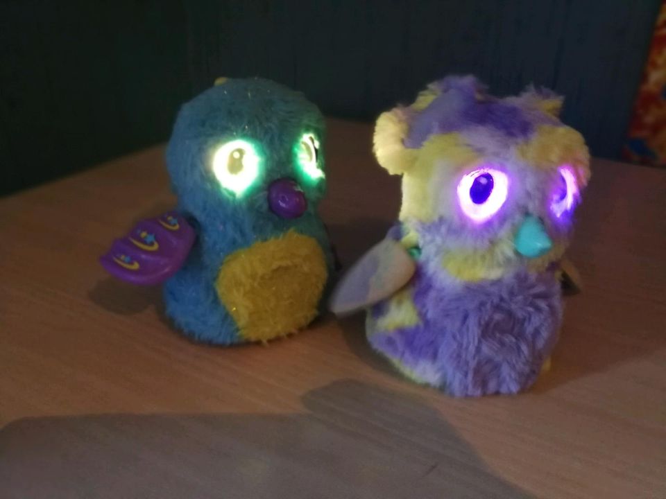 2 Hatchimals in Heinsberg