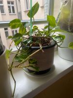 Pflanze Plant Zimmerpflanze Efeutute Epipremnum aureum Friedrichshain-Kreuzberg - Friedrichshain Vorschau