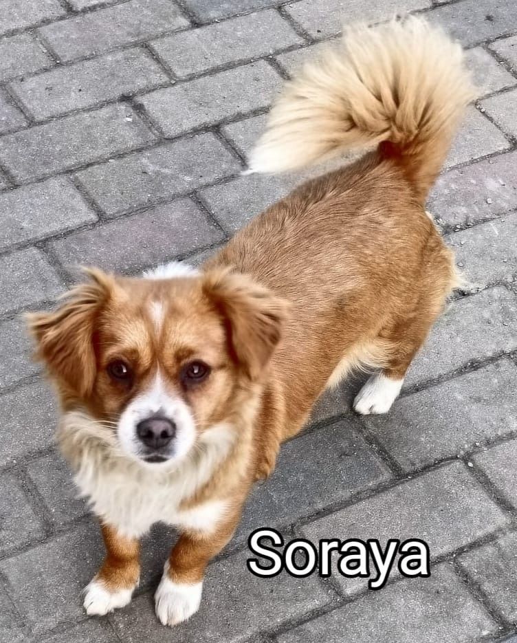 Soraya-eine pfiffige kleine Hündin in Röthenbach