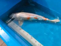 Koi -- 55cm Brandenburg - Brieselang Vorschau