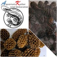 ⭐ Erlenzapfen Casuarina Zapfen Aquarium Nano-Cube Garnelen Fische Niedersachsen - Northeim Vorschau