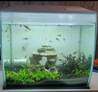 Fluval Edge 57l Niedersachsen - Hollenstedt Vorschau