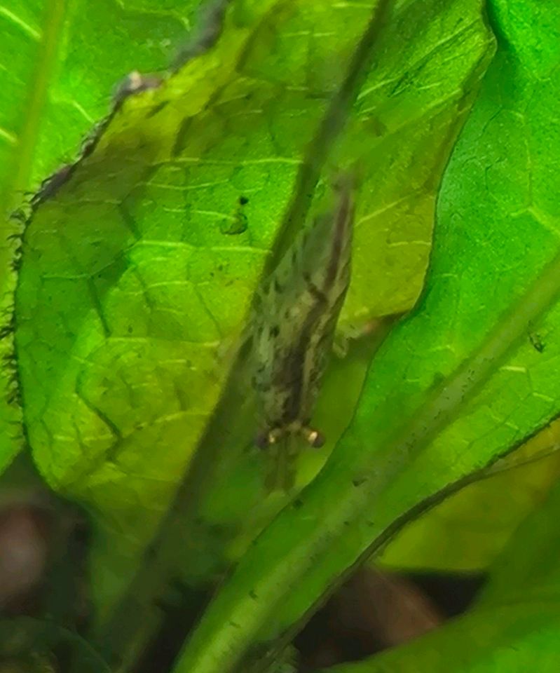 Wildfarbene Garnelen (Neocaridina) in Duderstadt