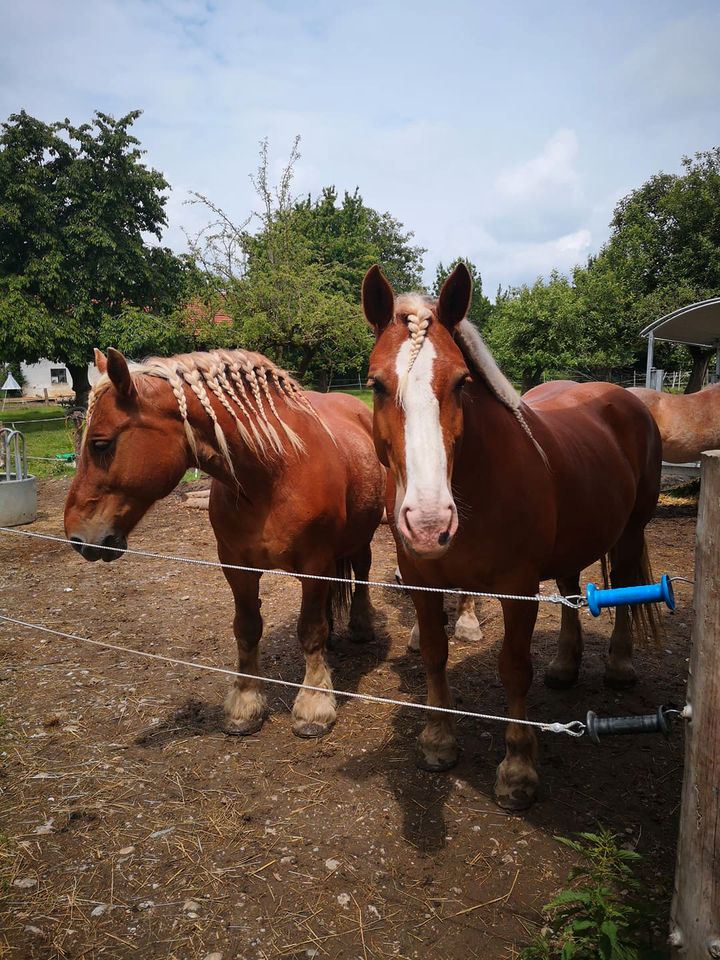 Reitbeteiligung auf Kaltblut in Kraiburg am Inn