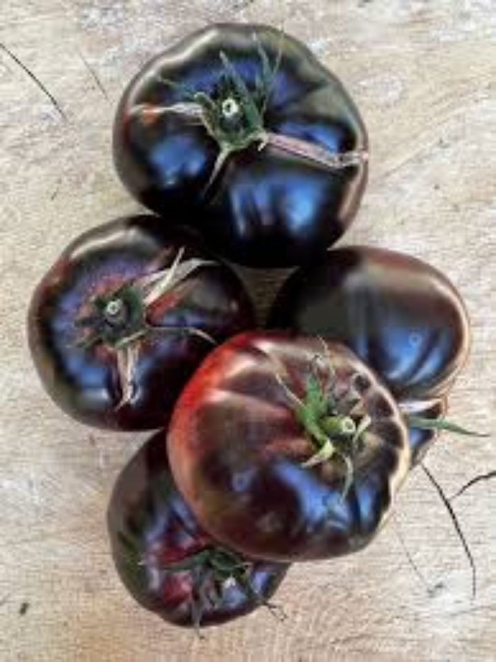 Tomaten "Black Beauty" Setzlinge Jungpflanzen Samenfest in Pforzheim