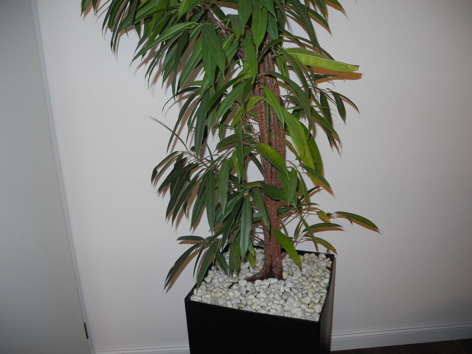 Zimmerpflanze Ficus Alii Gummibaum im Hydrokultur Topf, 2,50 m in Mainz