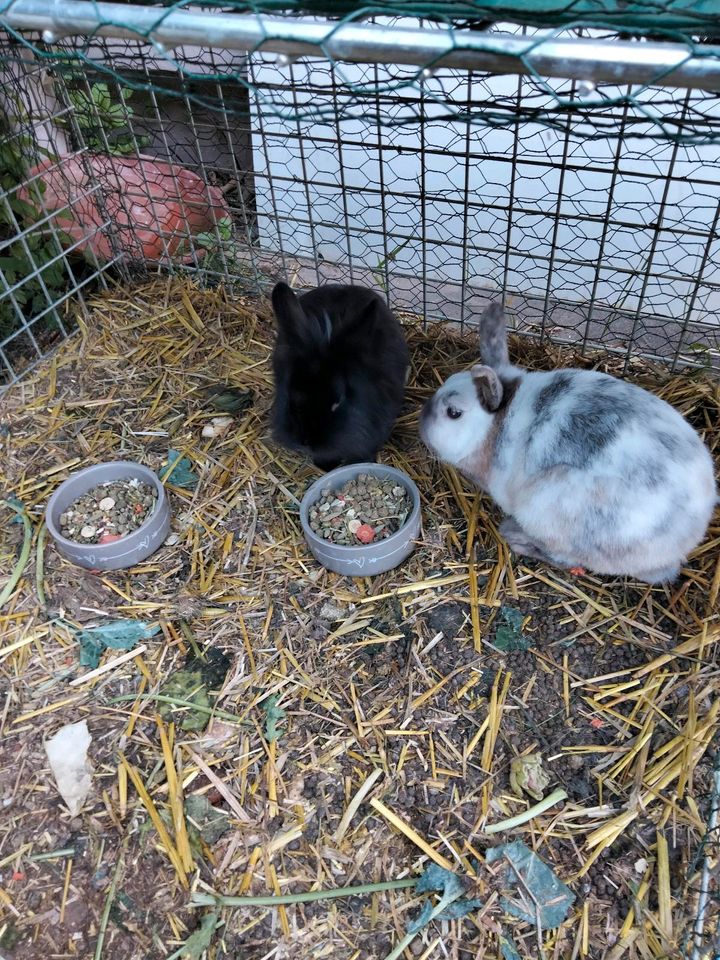 Löwenkopf Kaninchen und Zwergkaninchen in Niederkassel