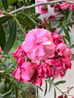 Großer Oleander Pink gefüllte Blüten rosa Topfpflanze Terrasse Bayern - Bergen Vorschau