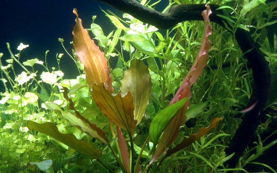 9 Sorten XL Mutterpflanzen / Aquariumpflanzen XL Riesen-Pflanzen in Dietenheim