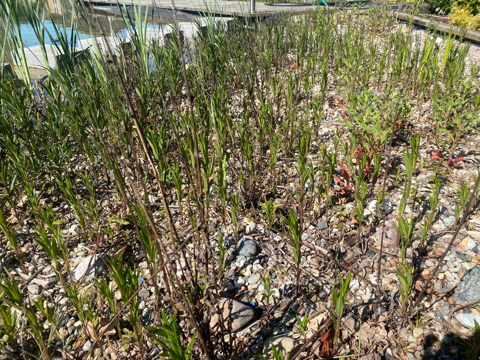 Samstag 18.05. kräftige Wasserpflanzen verschiedene Sorten in Schwerin