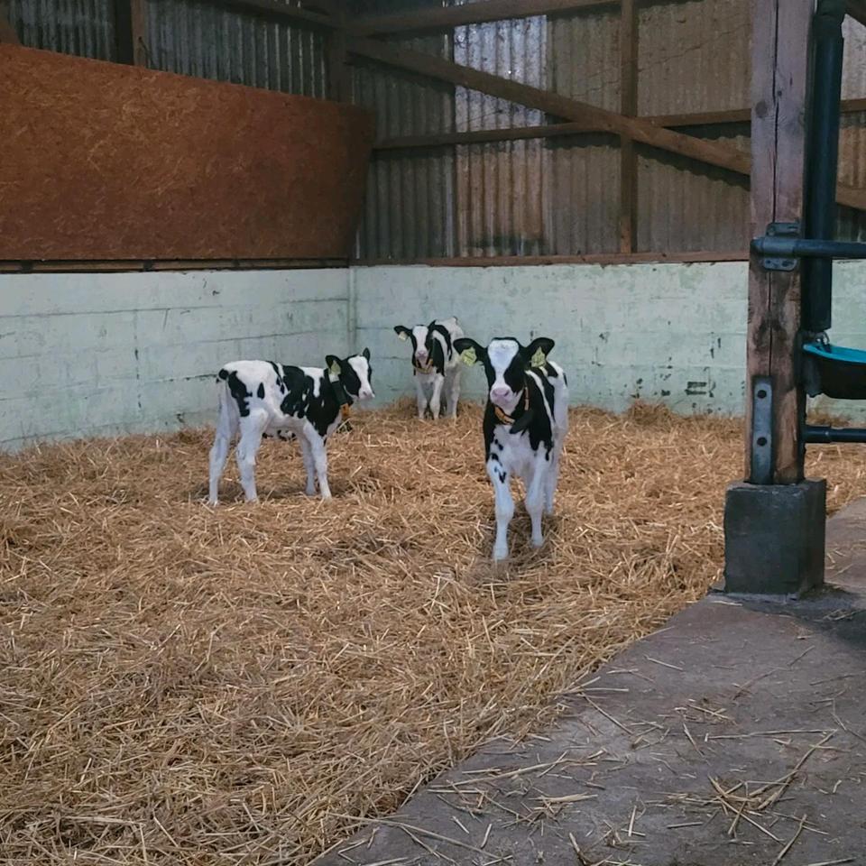 Landwirt/in (m/w/d), Herdenmanager/in, Mitarbeiter/in in Vollzeit in Geestland