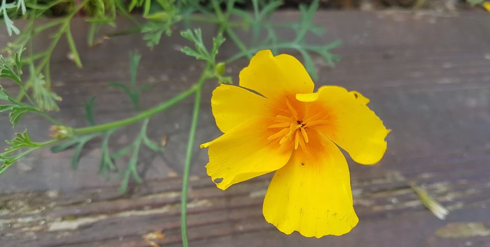 Gelber Mohn Eschscholzia californica ~ Bienenfreundlich 20 Korn in Bergen an der Dumme