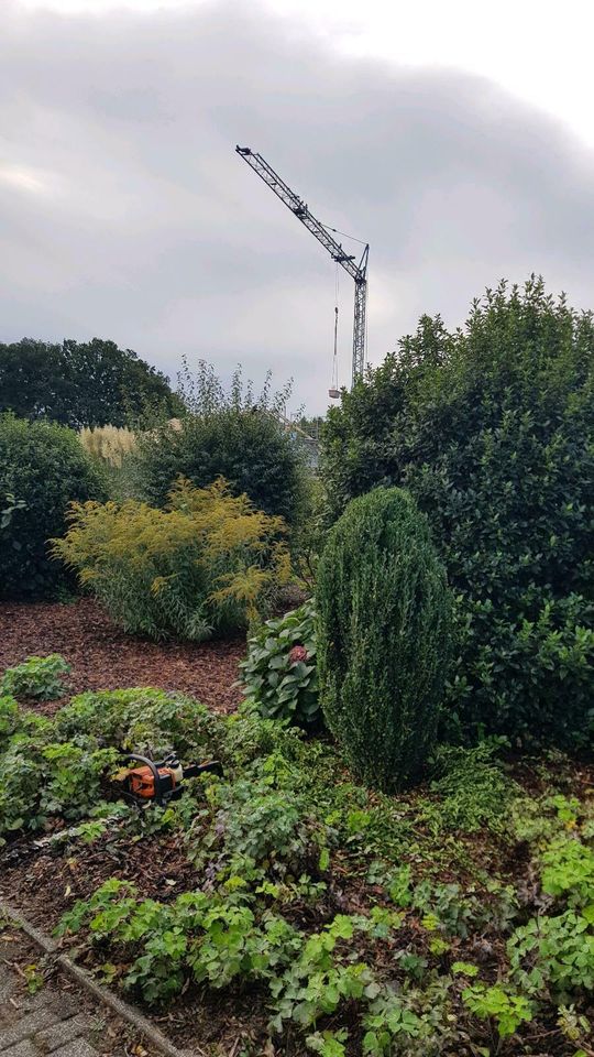 Sträucher schneiden Hecke Garten Weißdorn liguster Lorbeerschnitt in Goch