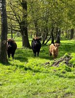 Rinder und Kälbchen Nordrhein-Westfalen - Reken Vorschau