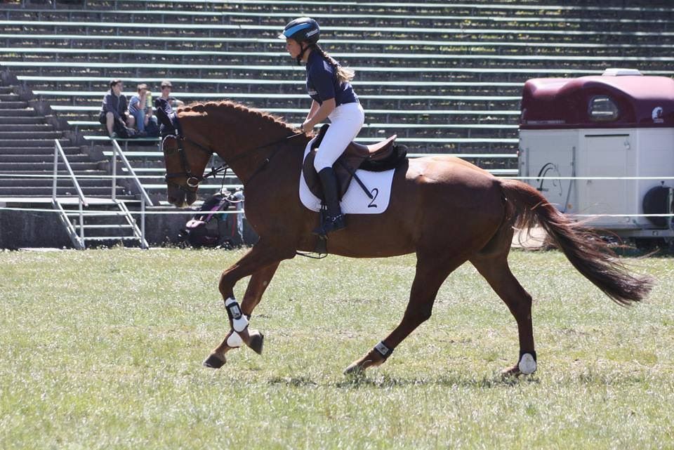 14-jährige Warmblutstute in Oberpleichfeld