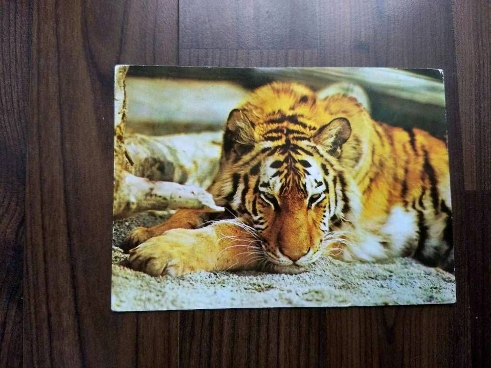 0,50 € VB alte Tier Postkarte Tiger DDR Planet Verlag Berlin in Berlin