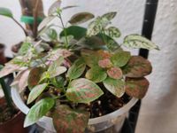 Mosaikpflanze /Fittonia, verschiedene Farben, toller Bodendecker Niedersachsen - Tostedt Vorschau