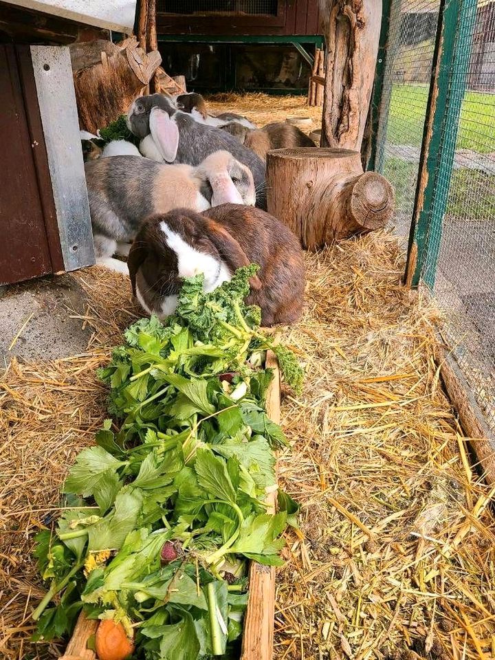 ♥Deutsche Widder Riesen Hase Kaninchen Großkaninchen ♥ in Berlin