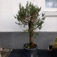 Olivenbaum - winterhart  - Europaea Olea  ca. 160cm. Essen-Borbeck - Essen-Vogelheim Vorschau